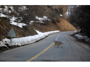 Bu Kez Milli Eğitim Müdürü Vaşak Görüntüledi