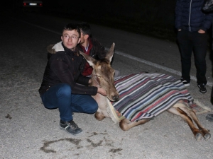 Bolu’da Yaralı Halde Bulunan Geyik Tedavi Altına Alındı