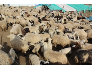Tunceli’de Koyun Ve Kuzuların Renkli Buluşması