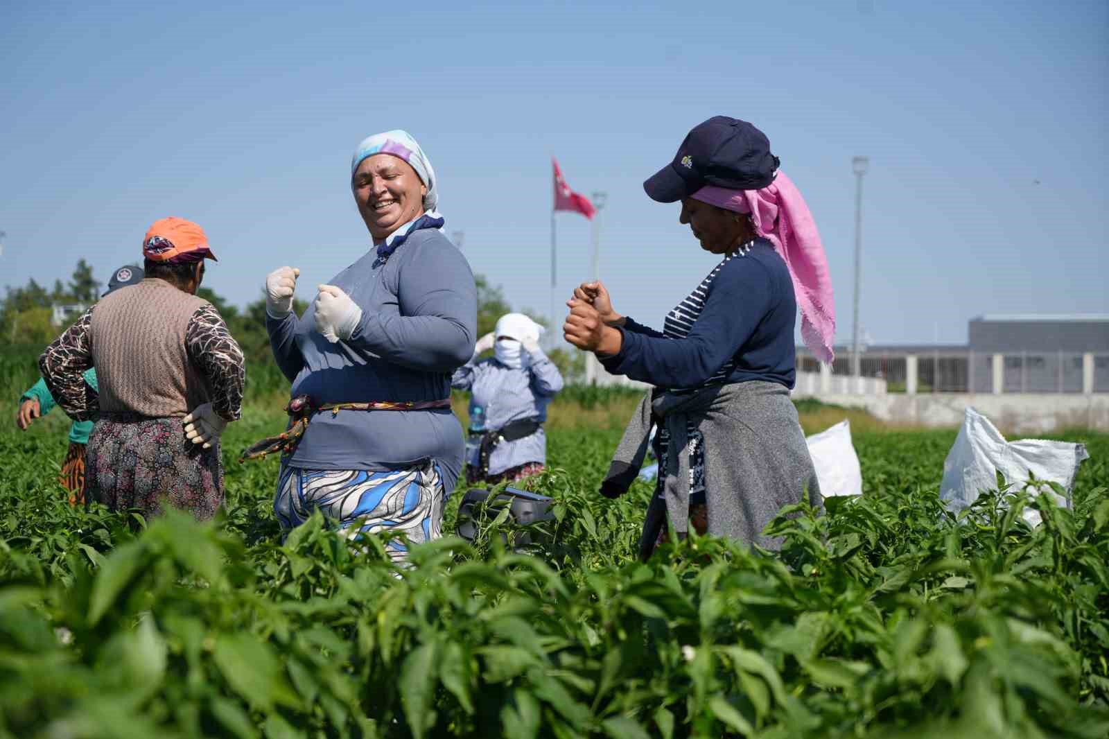 edirne-de-35-derecede-aci-biber-hasadi-basladi