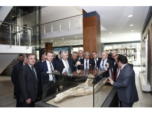 Dünyada Tek Örneği Bulunan 7,4 Milyon Yıllık Fosiller Sergide Ziyarete Açıldı