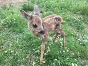 Avcılara Sert Uyarı