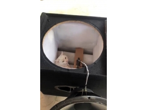 Hoparlöre Sıkışan Kediyi Tiyatrocular Kurtardı