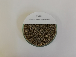 Türkiye’nin İlk Kenevir Tohum Çeşitleri "Vezir" Ve "Narlı" Tescile Sunuldu