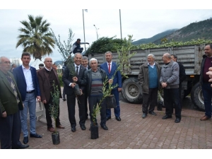Bayırköy’de Ücretsiz Zeytin Ve Hurma Fidanı Dağıtıldı