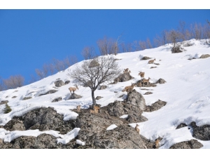 Bingöl’de Dağ Keçileri Görüntülendi