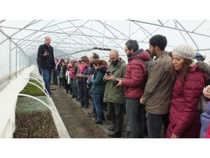 Türkiye Tıbbı Ve Aromatik Bitkilerde Dışa Bağımlılıktan Kurtulacak