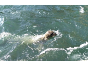 Kuşadası’nda 15 Ay Aradan Sonra Akdeniz Foku Görüldü