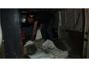 Kütahya’da Trafik Kazasında Yaralanan 2 Kedi Ve 1 Köpek İçin Gece Yarısı Seferberlik