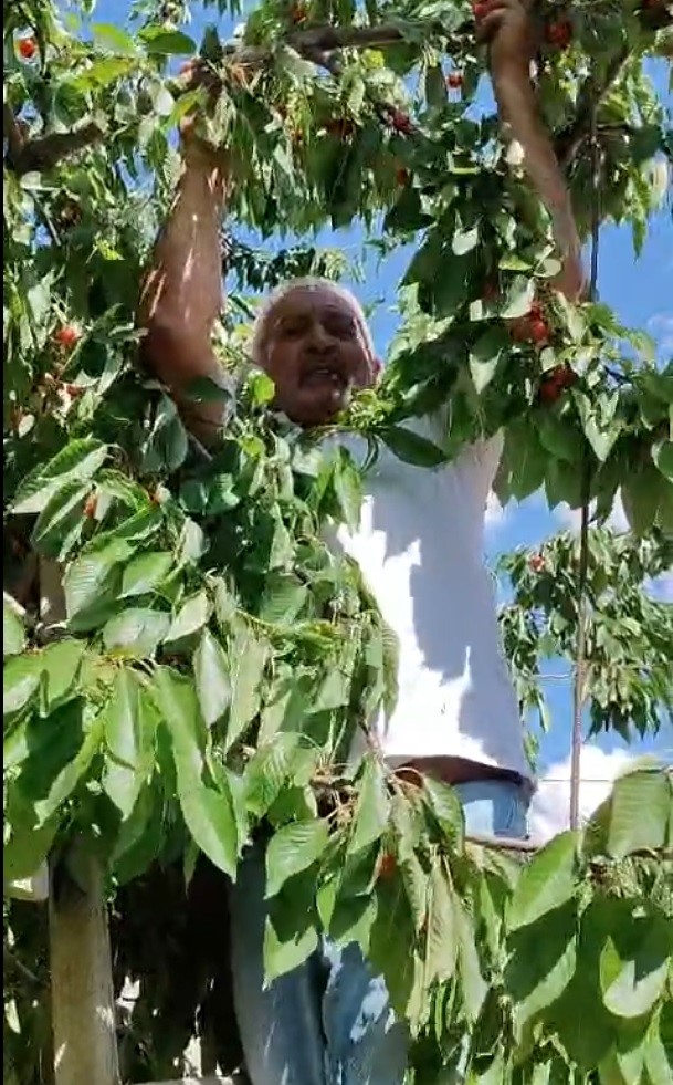 kitre-koyunde-olgunlasan-kirazlarin-dalda-kalanlari-kargalara-birakiliyor