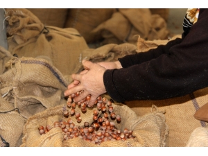 Düzce’den Avrupa’ya İki Ayda Bin 775 Ton Fındık İhraç Edildi