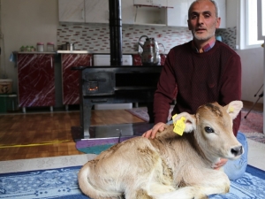 Kışın Doğan Buzağıları Evinde Besliyor