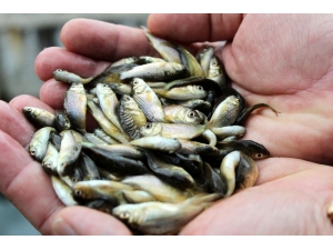 Türkiye’nin İç Sularına Antalya’dan 8.5 Milyon Yavru Sazan