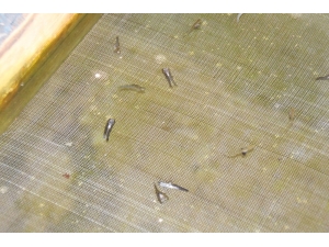 Farklı Bir Alabalık Irkı Geliştirmek İsteyince...