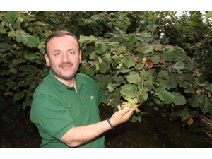 Ak Partili Milletvekili Fındık Üreticilerinin Beklediği Tarihi Verdi