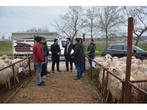 2 Genç Çiftçiye 68 Küçükbaş Hayvan