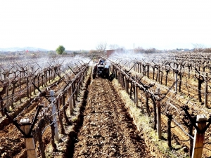 Sarıgöl’de Üzüm Bağlarında Bakım Başladı