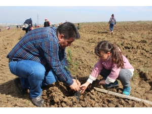 Minik Fidanlar Toprakla Buluştu