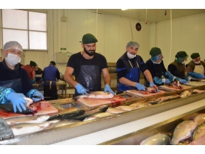 Türkiye Dünyanın Dörtte Üçüne Su Ürünleri İhraç Ediyor