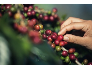 Türkiye’de Yılda 100 Bin Tona Yakın Kahve Tüketiliyor