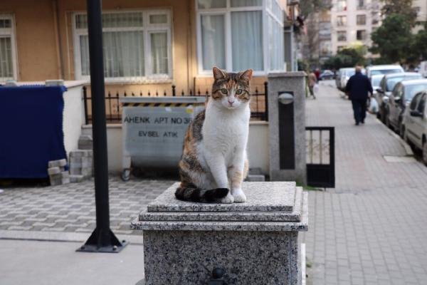 Kadıköy'de Duvar Üzerindeki Kediye Yumruklu Saldırı