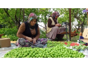 Silifke’de Erik Hasadı Başladı