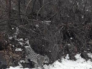 Kırmızı Listedeki "Vaşak" Bu Kez Karayolunda Görüntülendi