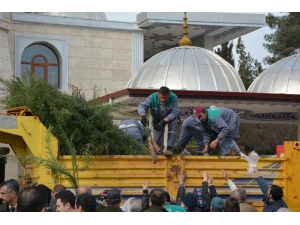 Korkuteli’nde Vatandaşlara Ücretsiz 10 Bin Adet Fidan Dağıtıldı