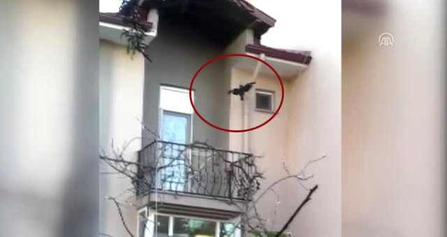 Edirne'de Kargaya Kan Donduran İşkence: Kanatlarından Çubuğa Gerip Balkona Astılar