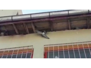 Öğretmenler Mahsur Kalan Güvercini Kurtarmak İçin Seferber Oldu