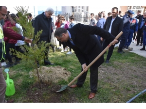 Sinop’ta Fidan Dikimi