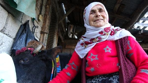 Yaşıyla Veterinerleri Bile Şaşırta İnek, İlgi Odağı Oldu