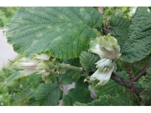 Fındığın Başı 3 Zararlıyla Tehlikede