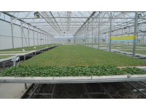 Tüm Türkiye’nin Fide İhtiyacını Karşılamaya Talip