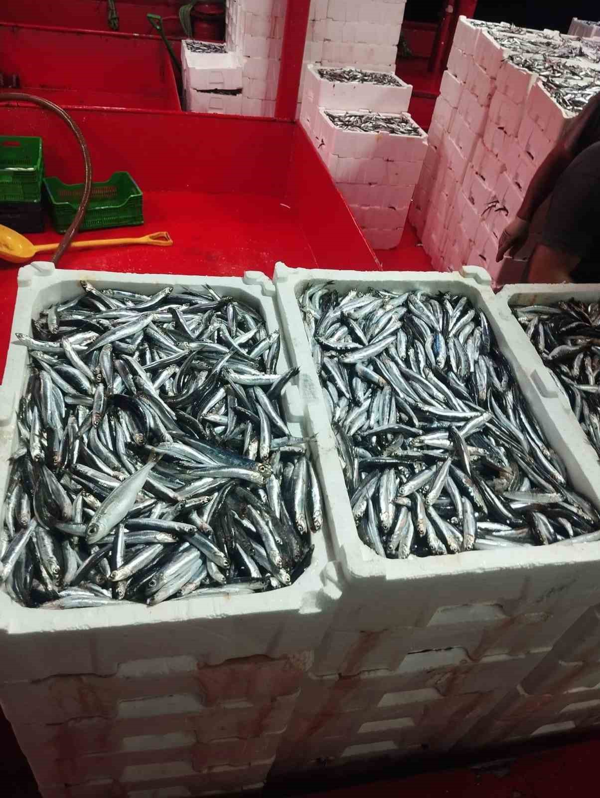 didim-de-hamsi-denetimi-suruyor