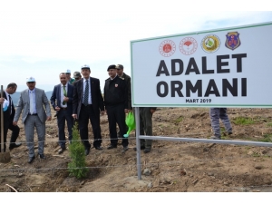 Aydın Adalet Ormanı’nda Fidanlar Toprakla Buluştu