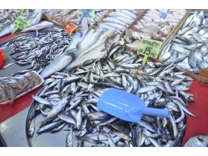 Balık İlgi Görmüyor