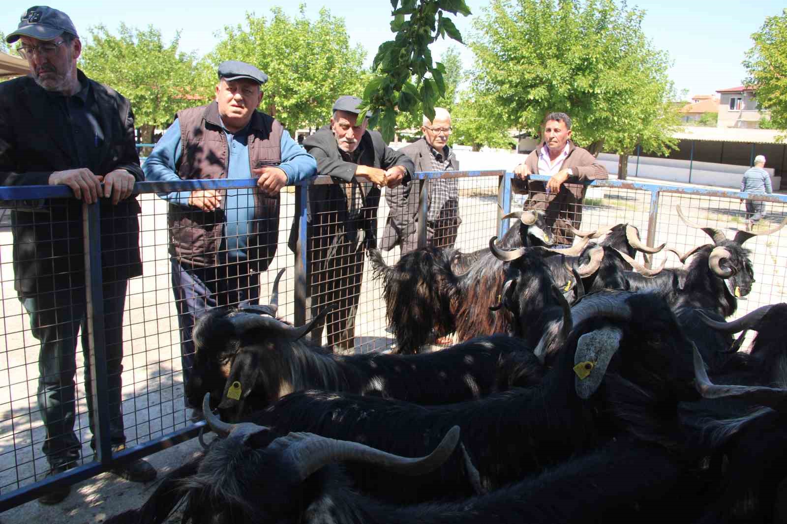 mugla-da-kurbanlik-satislari-devam-ediyor