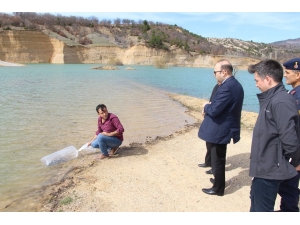 Göletlere 25 Bin Adet Pullu Sazan