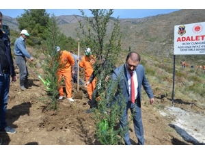 Hükümlüler Adalet Ormanı’na Fidan Dikti