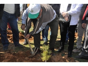 Sandıklı’da Fidanlar Toprakla Buluştu