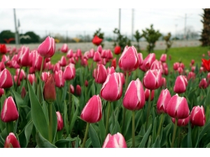 Samsun’da “Lale Devri”