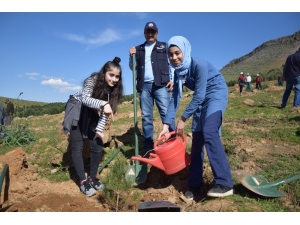 Kahramanmaraş’ta 5 Bin Fidan Toprakla Buluştu
