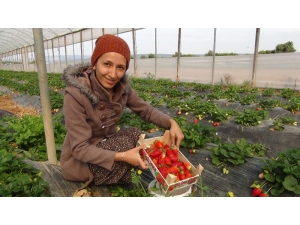 Mersin’den Irak’a Çilek İhracatı Başladı