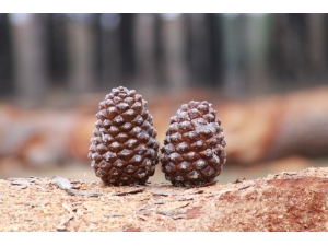 Fıstık Çamının Geleceğine İmza