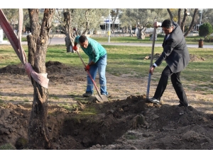 Aliağa Belediyesinin Hedefi 5 Bin Zeytin Ağacı
