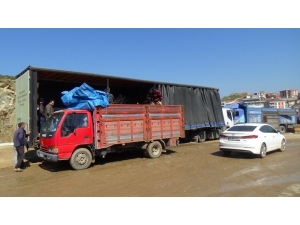 Ceviz Üretiminde Büyük Başarı: Günde 5 Tır İhracat