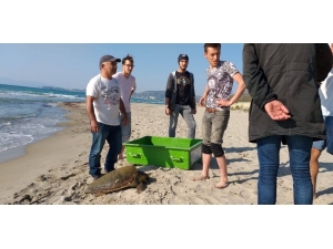 Kuşadası’nda Olta İğnesi Yutan Caretta Caretta Kurtarılamadı