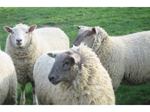 Küçükbaş Hayvanlar Tarsim’le Tüm Hastalıklara Karşı Güvende