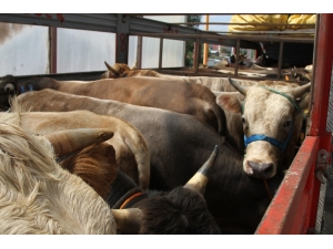 Arap Turizmi İle Birlikte Trabzon’da Kırmızı Ete Talep Artınca Bakanlık Harekete Geçti